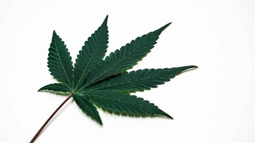 Top Factors To Consider When Selecting a Cannabis Dispensary